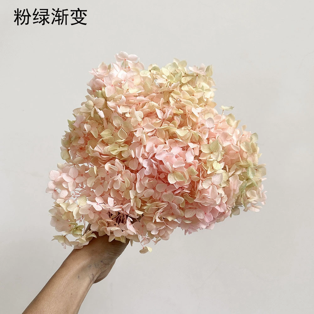 [Вечная Life Flower Hydrangea] Анна Градиентный цвет Лист Hydramid Книга цветов оптом DIY цветочная коробка материал для просмотра