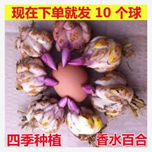 �ٺϷN����ˮ�ٺϻ��N��ѿ����ٺϷN�ӻ���ֲ���҃����Զ�����