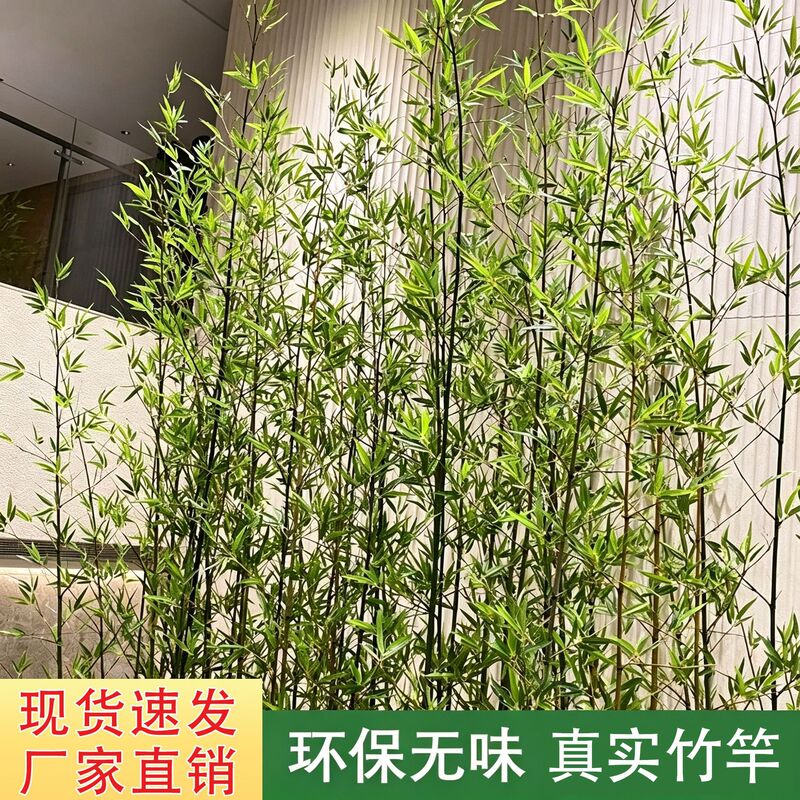 Artificial Landscape Indoor Fake Bamboo Screen Partition Outdoor Moso Bamboo Fence Flat Head Bamboo Simulated Green Plant Simulated Bamboo Artificial Landscape Indoor Fake Bamboo Screen Partition Outdoor Moso Bamboo Fence Flat Head Bamboo Simulated Green Plant Simulated Bamboo