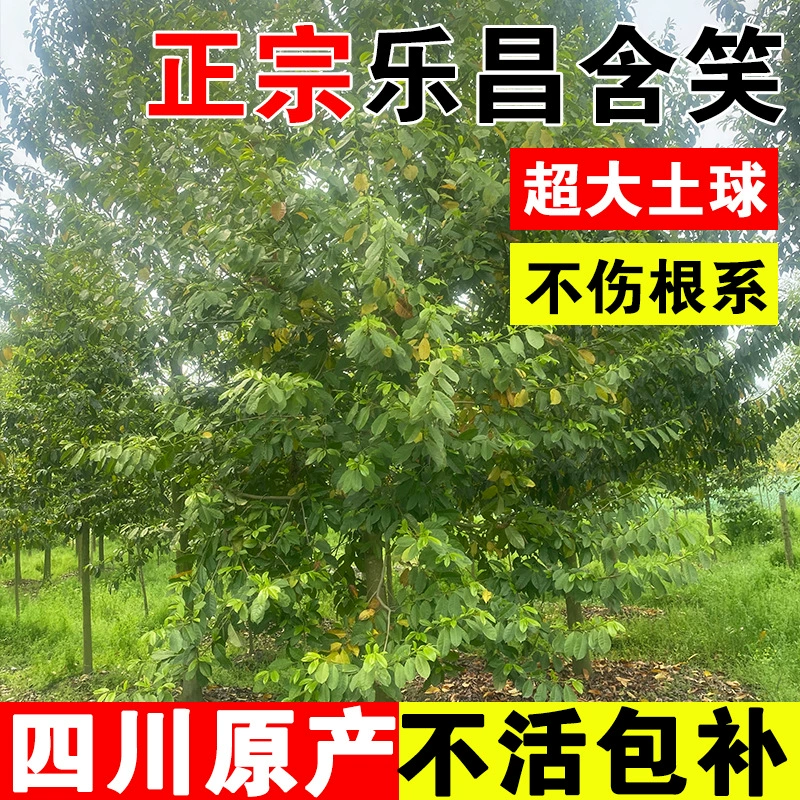 Lechang含笑 saplings Сычуаньский ландшафтный проект, саженцы, уличные деревья, деревья, цветы, семена含笑, цветочные деревья