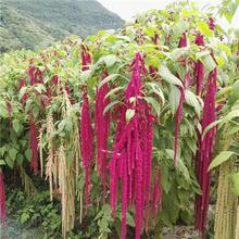 β���{�N���^�p�����˹������{�N���ļ��׷N�����L�ݏ�β���{����