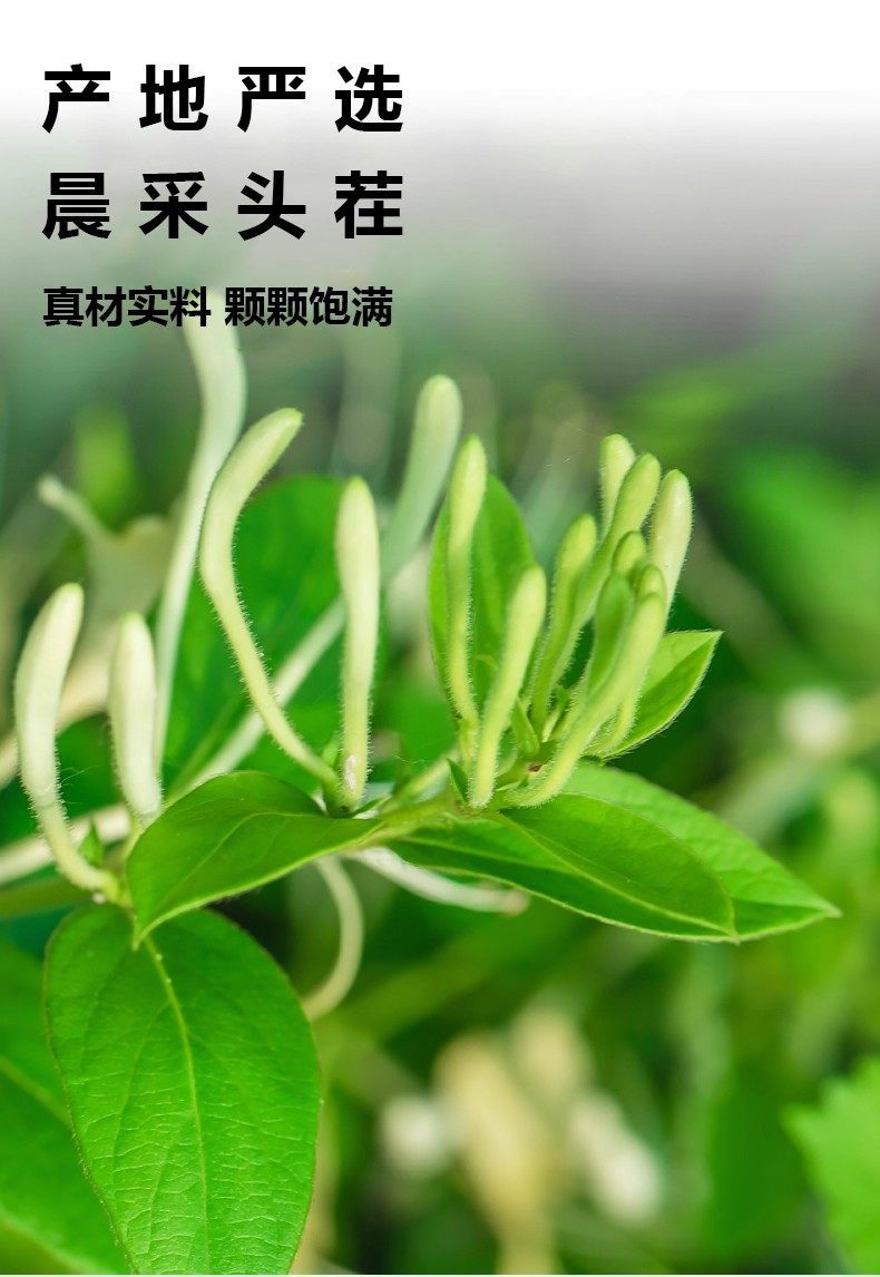 Honeysuckle Flower Tea Jin Yin Hua 50g Dried Herbal Tea Bottle overview
