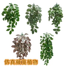 ����Ҷ����Ҷ�걳��С�걳����Ҷ������ֲ����װ�������쾰�ڼ�