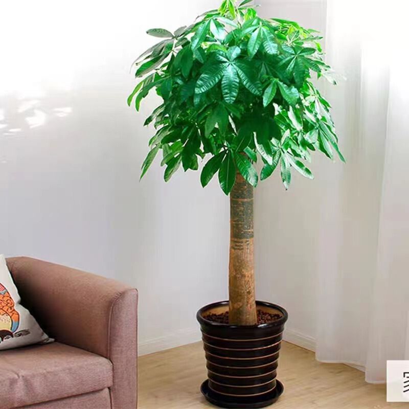 Sanwei Kwai Indoor Potted Green Plant Money Tree Wholesale Money Tree Money Tree Potted Large Green Plant Tiantiantangniao Sanwei Kwai Indoor Potted Green Plant Money Tree Wholesale Money Tree Money Tree Potted Large Green Plant Tiantiantangniao