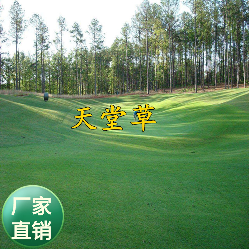 天堂草种子低矮型草坪籽 耐践踏型小区公园庭院绿化草籽草坪种子