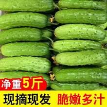 煙台水果黃瓜5斤3基地直供現摘新鮮蔬菜水果小黃瓜非海陽白玉黃瓜