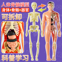 可拆卸仿真人体拼装全身骨骼器官孕妇儿童夜光人体医学解剖模型