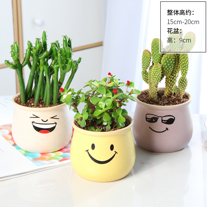 황금가지와 옥잎 + 노란털야자 + 산호막대 (노란 미소 + 핑크색 시원한 미소 + 하얀 웃음) 무료 비료