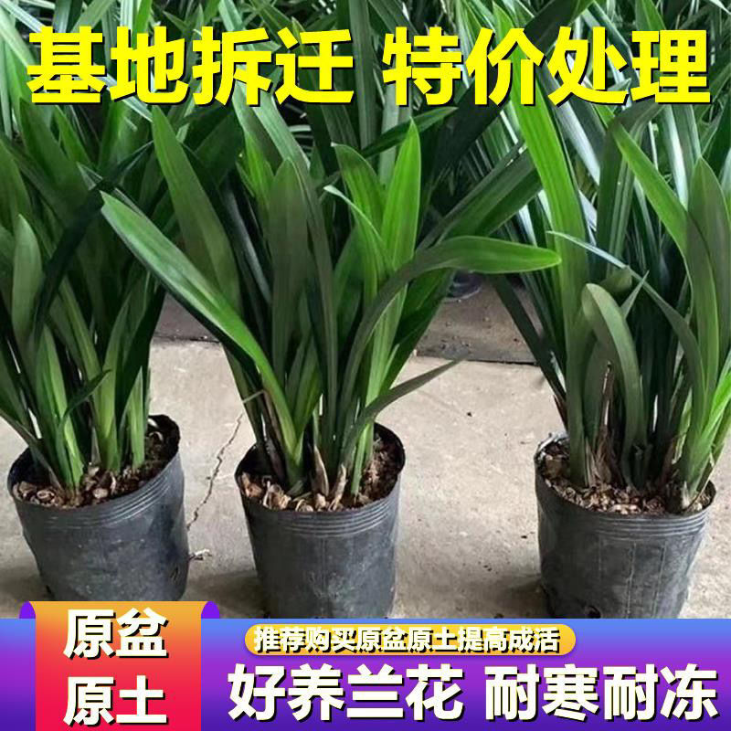 空气凤梨精选福果精灵无土植物室内客厅盆栽绿植花卉植物 报价 阿里巴巴 空气凤梨精选福果精灵无土植物室内客厅盆栽绿植花卉植物 报价 阿里巴巴