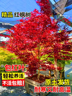 �ձ��t�������ļ��t�輧������~�辰����ͥԺ�G��ֲ���L�������l