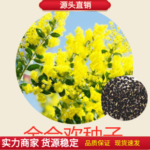 ��Ϛg�N�� �R�t���q����N�� �y�G �}�Q�N�Ӱ��ް�ɫ��Ϛg���]