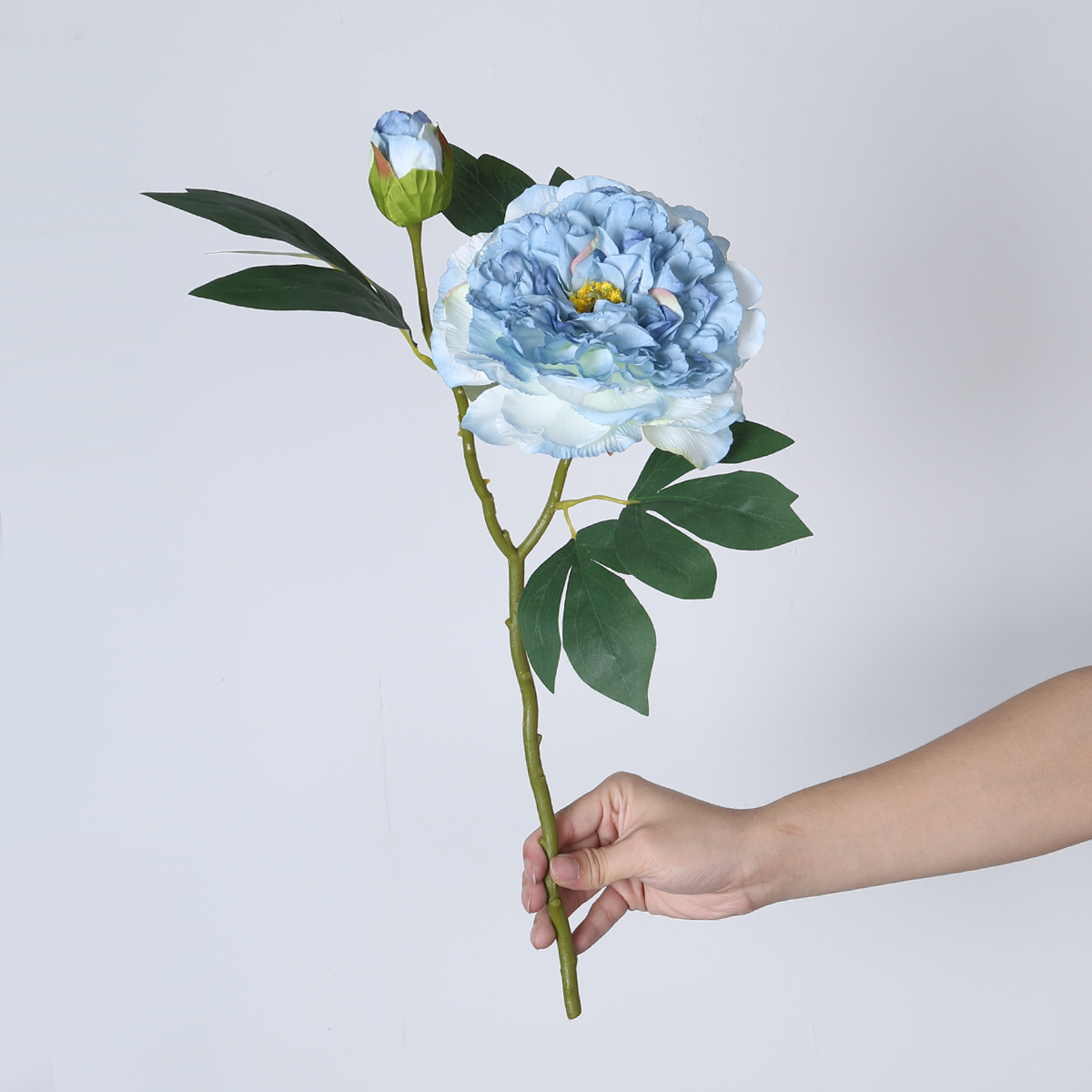 하늘색 유화 모란