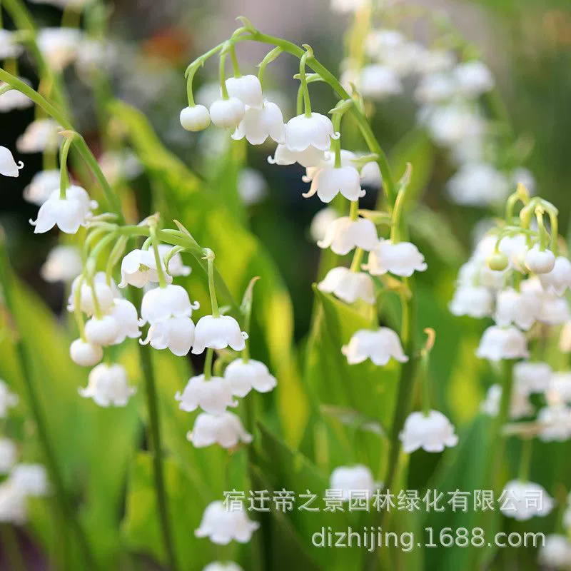 Доставлены корни ландыша в горшках, цветы ландыша для посадки на балконе, рассада ландыша с бутонами, доставленная для цветения в том же году.