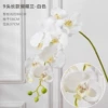 9 fork Phalaenopsis white