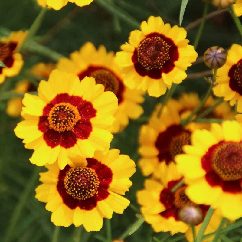 Морозостойкие семена хризантемы змеиного глаза цветок снежной хризантемы легко жить четыре сезона семена цветов на открытом воздухе четыре сезона посев цветение