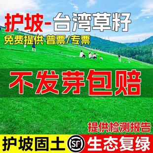 Taiwan No. 2 Grass Seeds, Trample-Resistant Cynodon Dactylon Dwarf Four-Season Evergreen Grass Seeds, Turf Lawn Seeds for Engineering