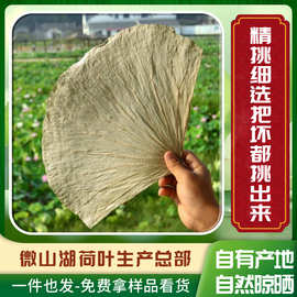 微山湖新鲜荷叶整张干荷叶包糯米鸡炸鸡荷叶鸡叫花鸡专用新货商用