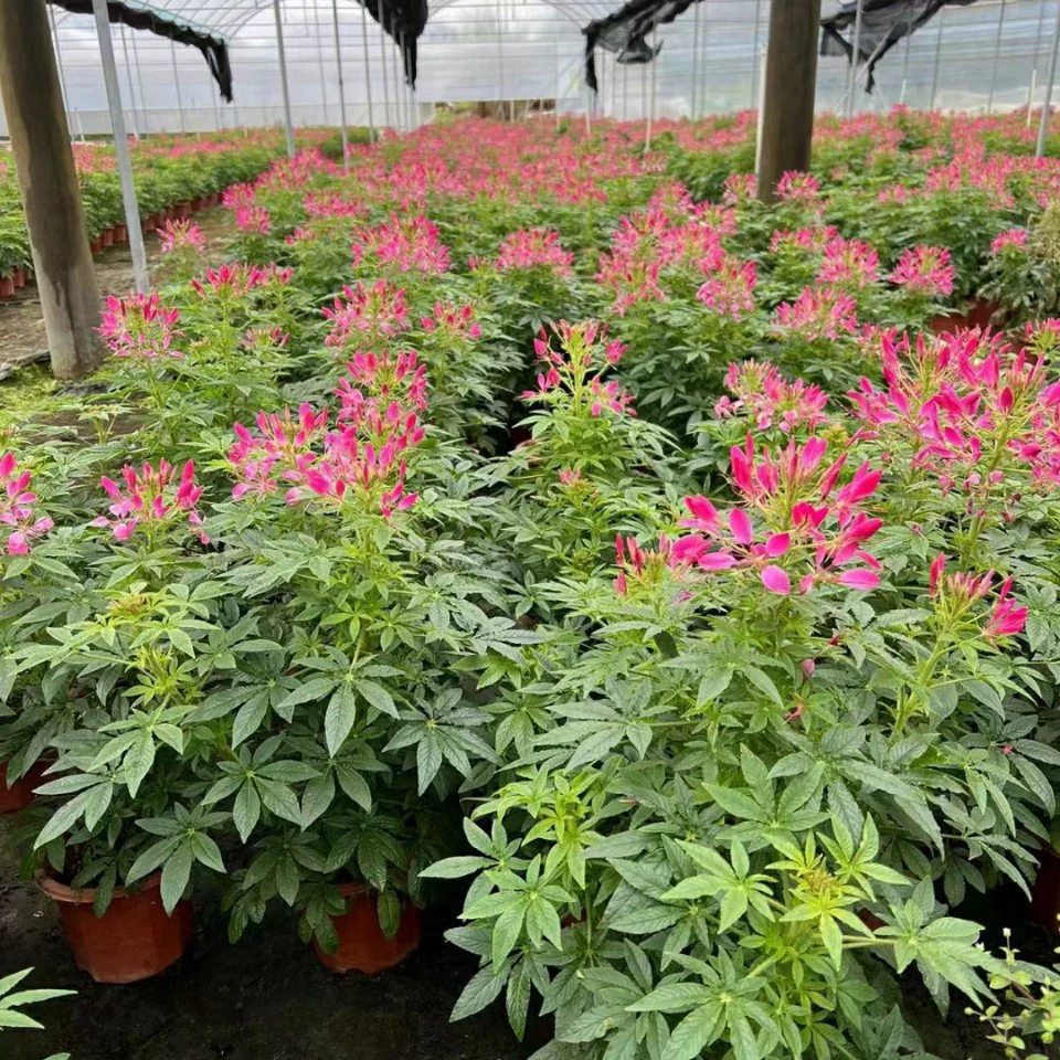 2202 база оптовая продажа пьяных бабочек в горшках саженцев в саду клумба в парке зеленых цветов