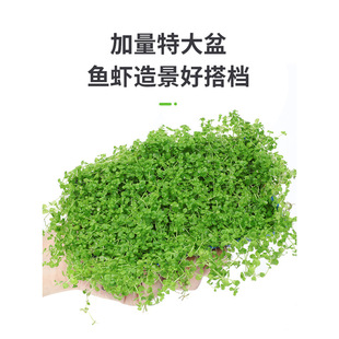 Mini Lying Low Pearl Crawling Foreground Fish Tank Landscaping Lazy Quick Turf Plant Live Real Water Grass Lawn