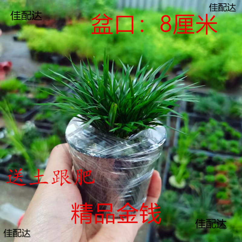 Japanese Golden Lady Money Tiger Whisker Crescent Moon Precious Ship Moss Calamus Grass Bonsai Hydroponic Fish Tank Turtle Pond Landscaping Plant