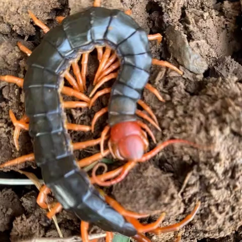 Живые скорпионы, живые почвенные люди, живые насекомые, тигровая пчела, тараканы, живые навозные жуки, живые черные муравьи