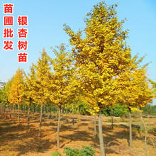 ~yӘ׹ռزwyӘFͥԺLɫľ