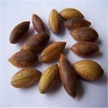 新采批发金丝楠木种子桢楠种子楠木种子闽楠种子品种庭院阳台种植