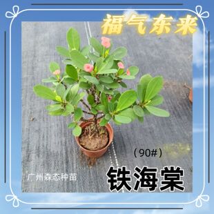 ����÷�F���������҃��̨���[����ˮ��ֲ���ļ����B�͏d�[�Ż���