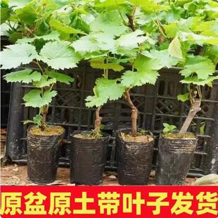 �޷������mꖹ�õ���{��ʯ���ј���o���Ϸ������Nֲ����ͥԺ����