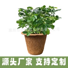 椰棕育苗杯营养杯育苗杯育苗盆黑色营养袋加厚椰棕营养杯大号椰丝