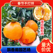 һ�����l���ٰҰҸ̘��紺Ҋ�ҰҸ̘��玧��ˮ��������Ϸ��Nֲ��