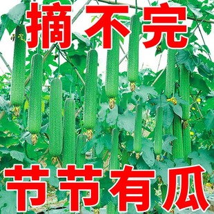 ������z�ϷN�Ӹ߮aͥԺ�̨���Խz�ϷN���ļ����Nֲ�z�ϷN�Ӵ�ȫ