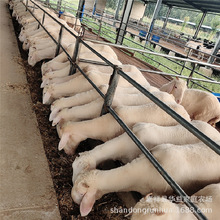 Сβ������� ����r�� ����Сβ�����Bֳ�� ��ɽ������Xһֻ