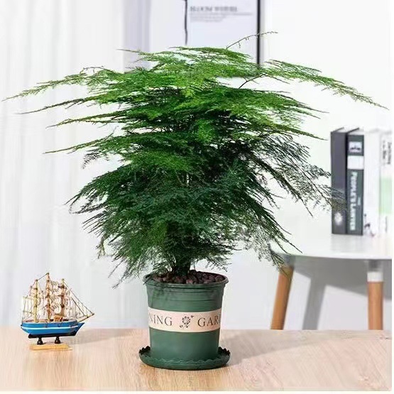 Planta decorativa de bambú en botella de vidrio, hidroponía con pino y nubes, ideal para sala de estar u oficina image 14