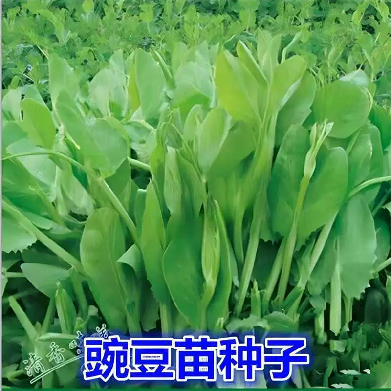 Насыпные побеги крупнолистовой зеленой горошины не требуют теплицы; их можно выращивать в почве для многократного сбора кончиков горошин Сычуань.