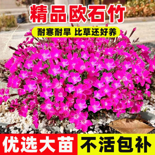 �Wʯ����ʯ�񻨎������ļ���Ƥ�����ƺ�׻��ͺ�ֲ��ͥԺ�����L