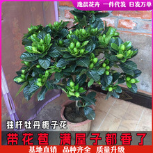 栀子花盆栽花卉植物室内带花苞阳台水培绿植浓香型大树苗四季好养
