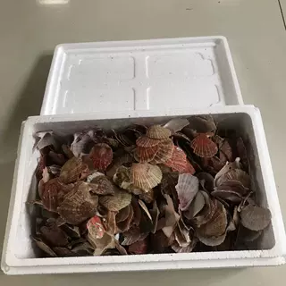 定制玉米芯菌菇渣细粉碎  贝壳海蛎子磨粉机 水滴式稻壳谷物磨粉