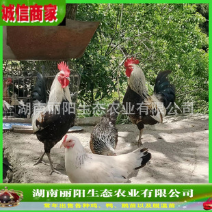 ������ֱ�u�oɽ�u����w�����\ݔ���ɻ����кڞ��u��߮a�G�����u