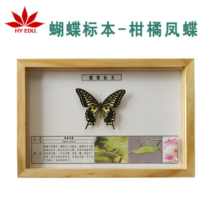 Red Apple Teaching Instrument Insect Citrus Swallowtail Butterfly Specimen Biological Teaching Is Real and Vivid