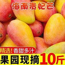 海南斤批发厂应海南芒果龙海新鲜斤水果整箱季2芒果装贵妃红金龙