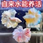 泰国半月桌面热带观赏鱼