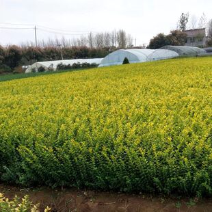 Golden Leaf Ligustrum Seedlings Wholesale Large Supply of Golden Leaf Ligustrum Seedlings with Complete Specifications Courtyard Golden Leaf Ligustrum Hedge