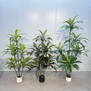 �羳���b����Gֲ�G�~�����F������Ѫ���ֲ������쾰��ؔ[��