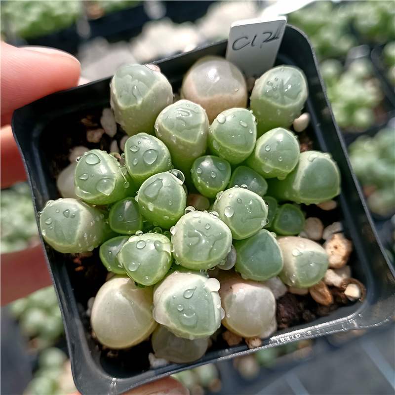 Nuevo huevo de melocotón, una caja completa de variedades raras, combinación de productos de alto precio, plantas de carne en maceta, micro paisaje, paquete de novatos. image 30