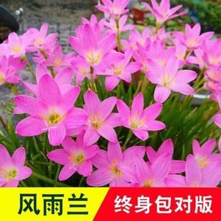Wind and Rain Orchid Bulbs Bloom in All Seasons, Double-Petaled Leek Orchid Seedlings, Indoor and Outdoor Courtyard Flower Beds, Cold-Resistant Potted Plants