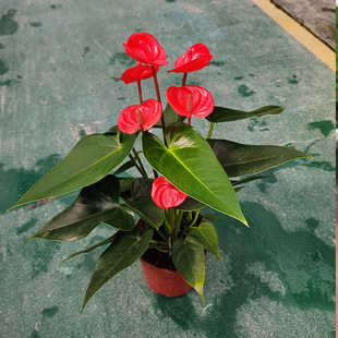 ����ֱ���t��С������ˮ��Ӽ��^�����ܾGֲ�͔[���\ݔ�Gֲ�����L