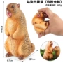生物鹦鹉螺仿真儿童模型