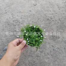 新西兰半边莲盆栽花苗方盘苗新西兰半边连耐热耐寒草皮地被花卉苗