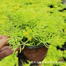 佛甲草批发金叶佛甲草绿叶佛甲草黄金条地被造景杯盆栽宿根花卉